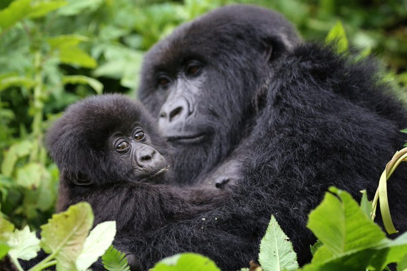 Rwanda Gorilla Trekking: Tips for An Unforgettable Experience