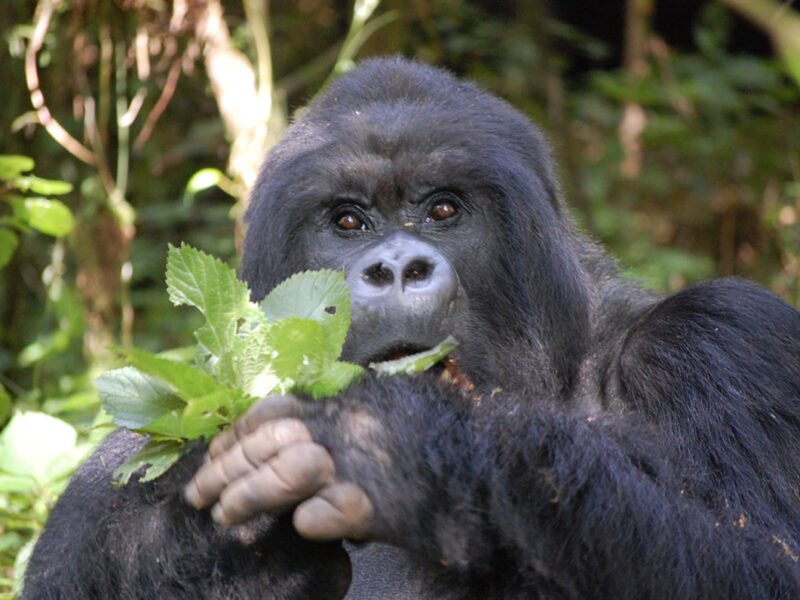 Guide To Gorilla Trekking In Rwanda