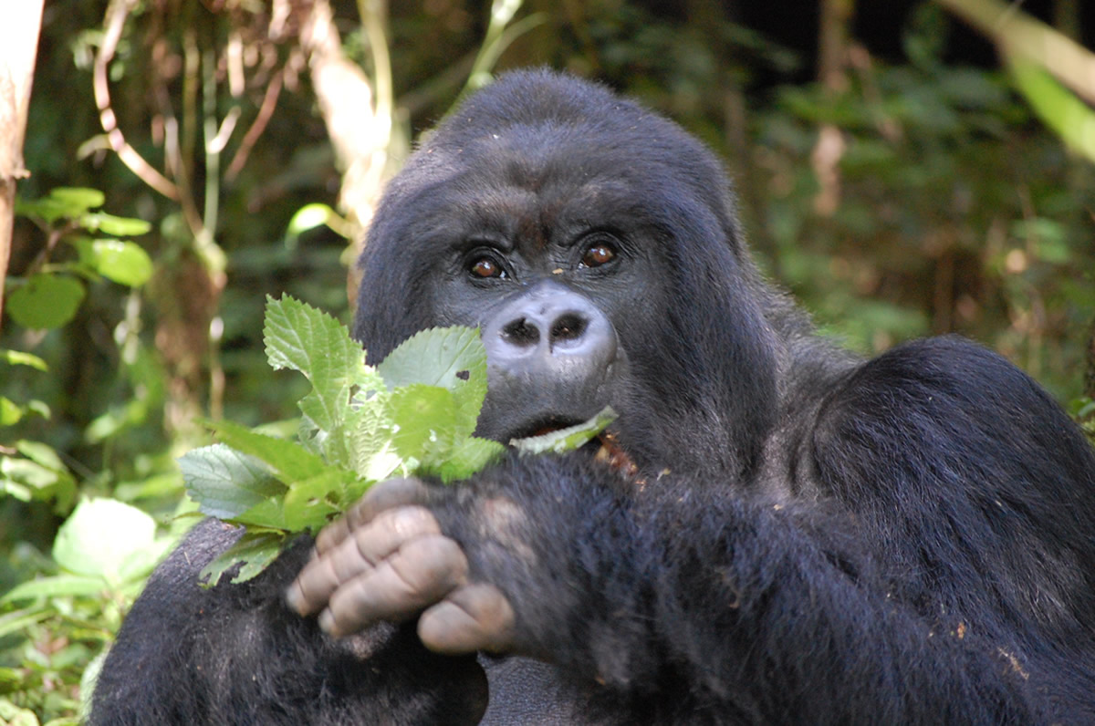 adventure rwanda gorillas
