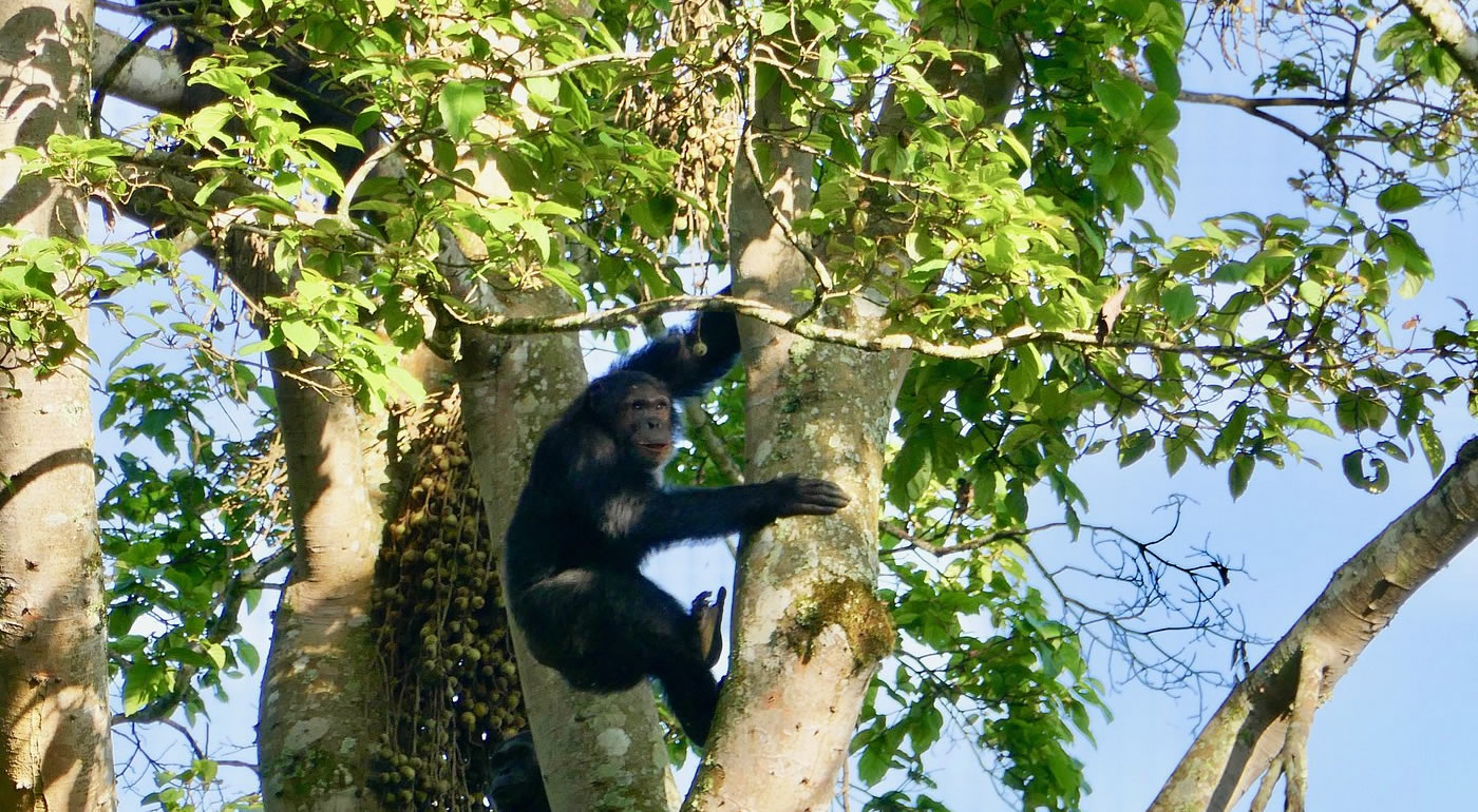 chimpanzee tracking nyungwe