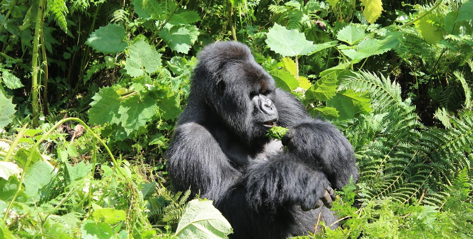 primate tracking rwanda